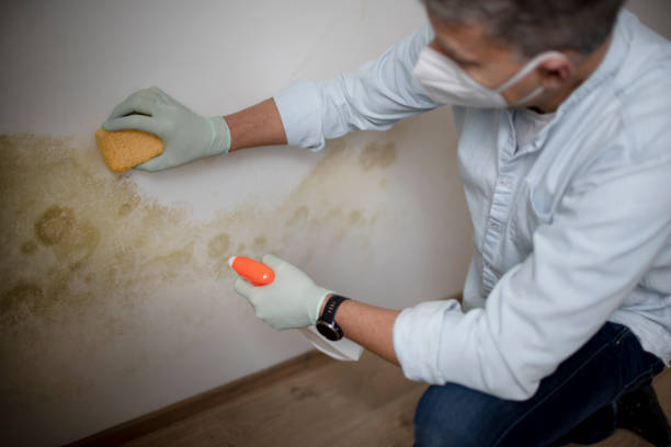 Best Mold Damage Repair  in Houston, MO