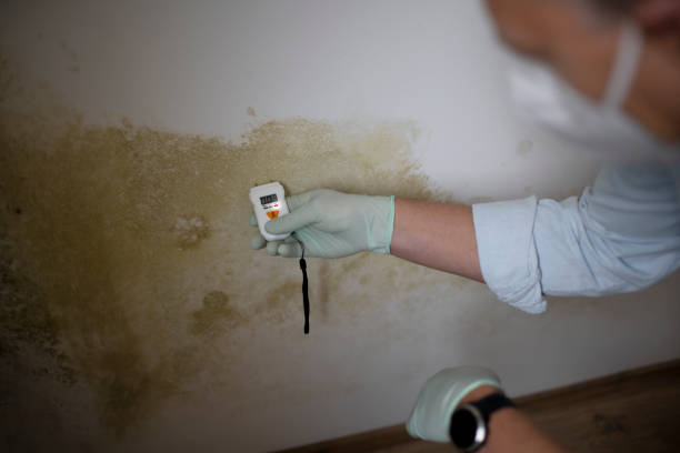Best Mold Removal Near Me  in Houston, MO