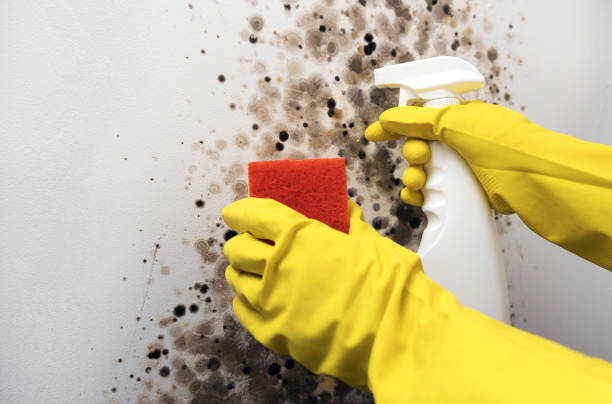 Best Best Mold Removal Companies  in Houston, MO