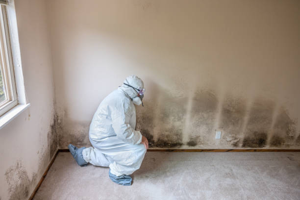 Best Same-Day Mold Removal  in Houston, MO